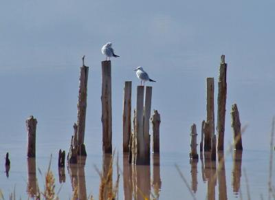 Прикрепленное изображение: bDSCF5962.jpg